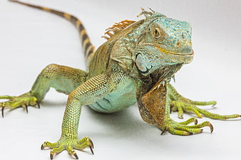 Green Iguana Close-Up on White Background