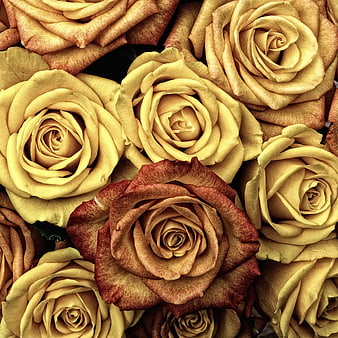 Close-up of dried yellow and brown roses texture