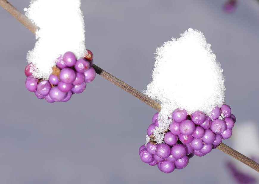 Purple Winter Berries With Snow On Branch
