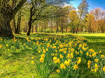 Vibrant Yellow Daffodils Blooming In A Sunny Spring Park Meadow