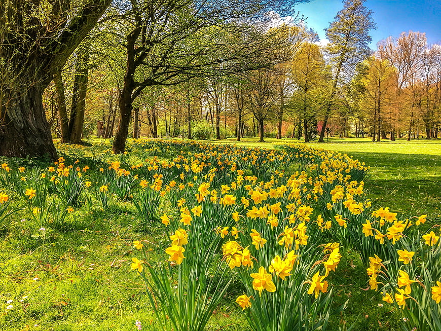 Vibrant Yellow Daffodils Blooming In A Sunny Spring Park Meadow
