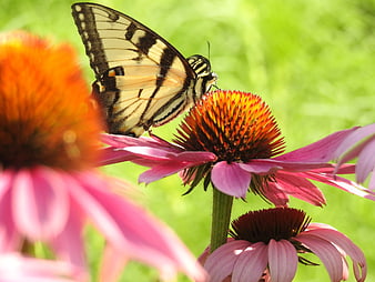 Eastern Tiger Swallowtail Butterfly on Purple Coneflower