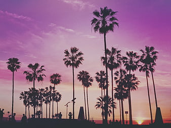 Silhouetted Palm Trees Against Vibrant Purple Sunset Sky