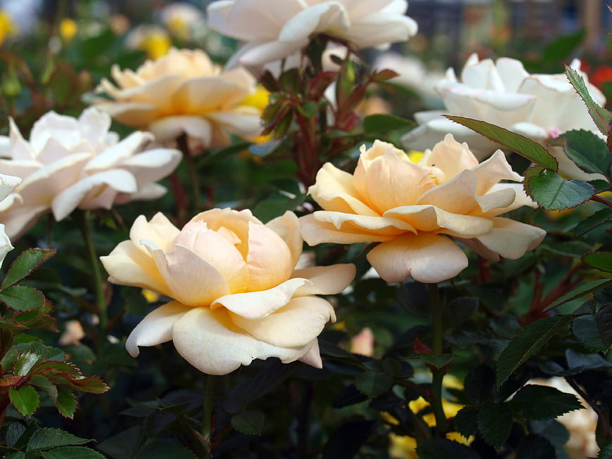 Pale Yellow Roses in Full Bloom in Garden