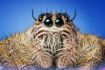 Extreme Macro Portrait of a Hairy Jumping Spider