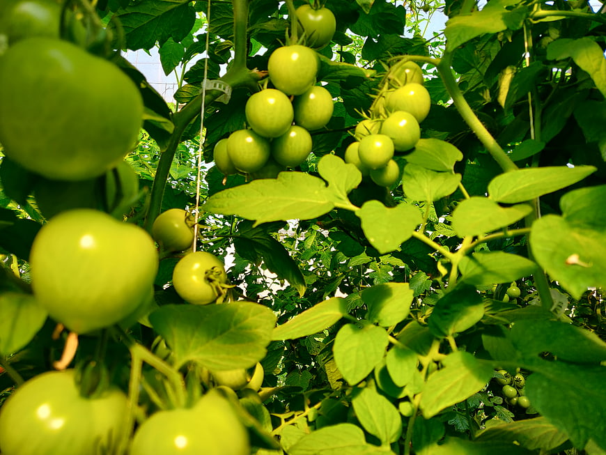 Cluster of green tomatoes growing on vine in greenhouse