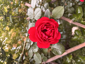 Vibrant Red Rose Close-Up with Raindrops