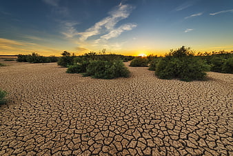 Cracked dry earth landscape with bushes at sunset
