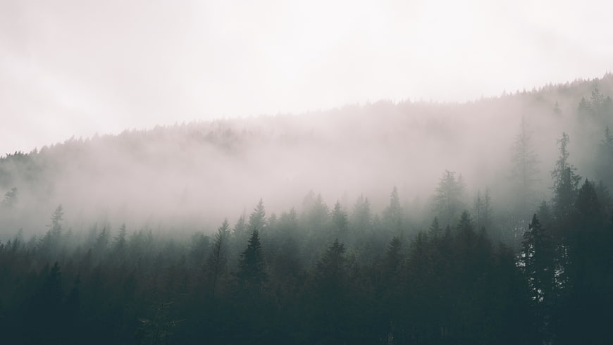 Misty Pine Forest on a Foggy Mountain Slope