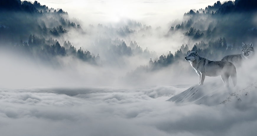 Mystical wolves standing on snowy ridge above sea of clouds