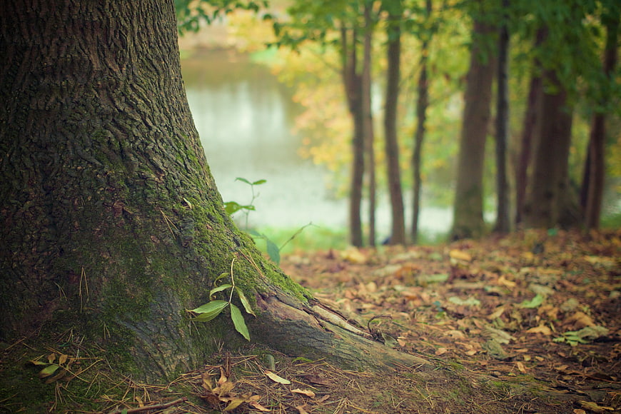 Mossy Tree Trunk in Autumn Forest Near Lake
