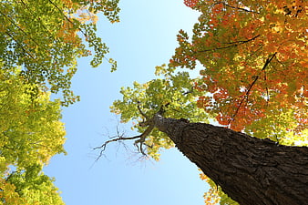 Low angle view of autumn tree canopy against blue sky