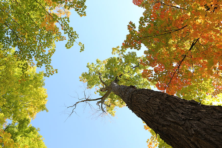 Low angle view of autumn tree canopy against blue sky