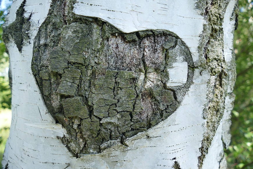 Heart carved into birch tree bark in nature