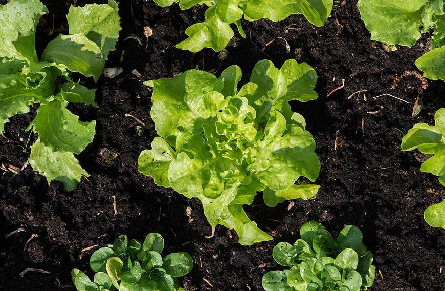 Fresh green lettuce growing in dark soil garden