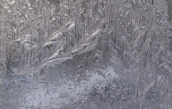 Intricate frost patterns on a frozen window pane