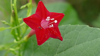 Vibrant Red Star-Shaped Flower Close-Up