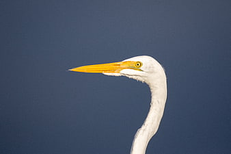 Close-up of Great Egret Head Against Blue Sky
