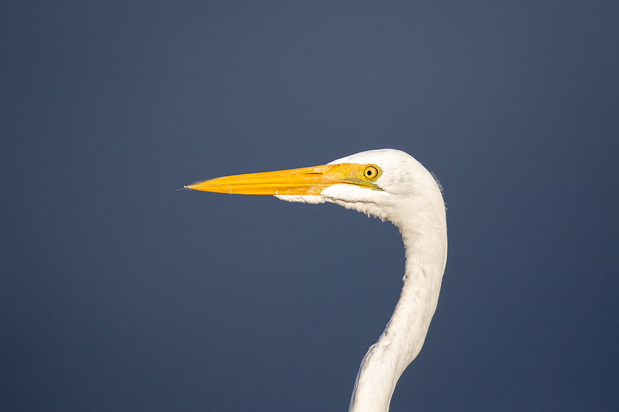 Close-up of Great Egret Head Against Blue Sky