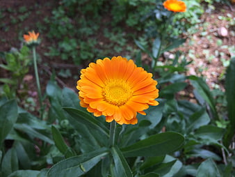 Vibrant Orange Calendula Flower in Green Garden