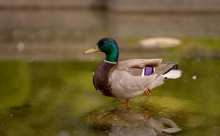 Male Mallard Duck Standing on Rock in Green Pond