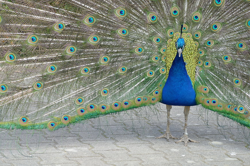 Male Peacock Displaying Full Tail Feathers on Paved Ground