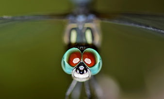 Extreme Macro Close-Up of Dragonfly Head and Eyes