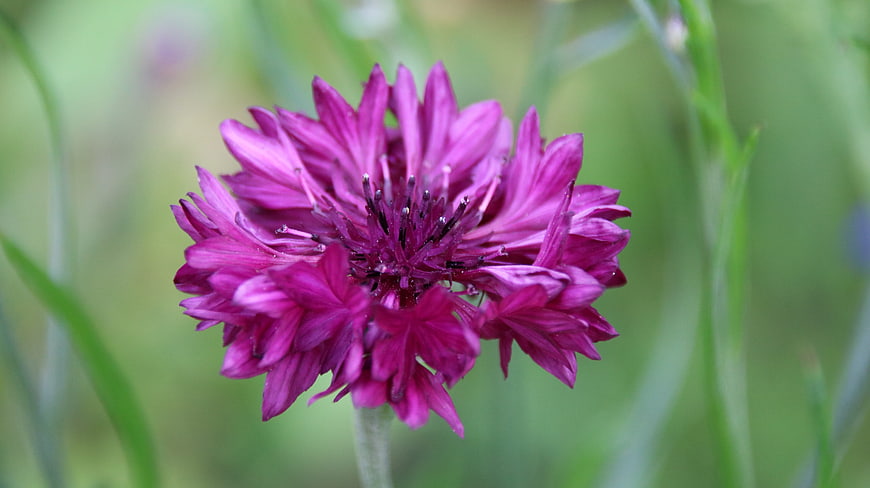 Close-up of vibrant purple cornflower in green field