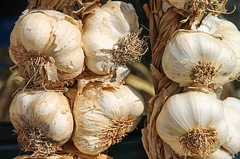 Dried Garlic Bulbs Hanging in Braided Bunches