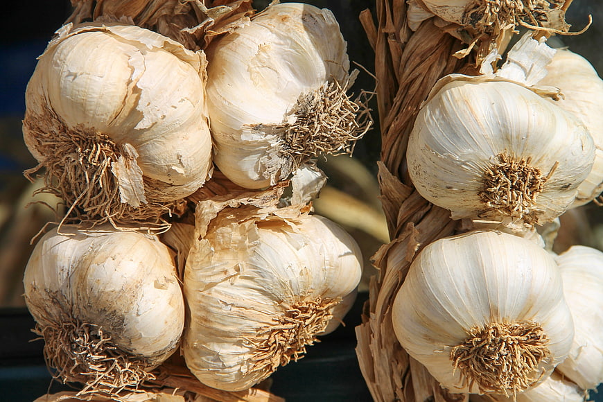 Dried Garlic Bulbs Hanging in Braided Bunches
