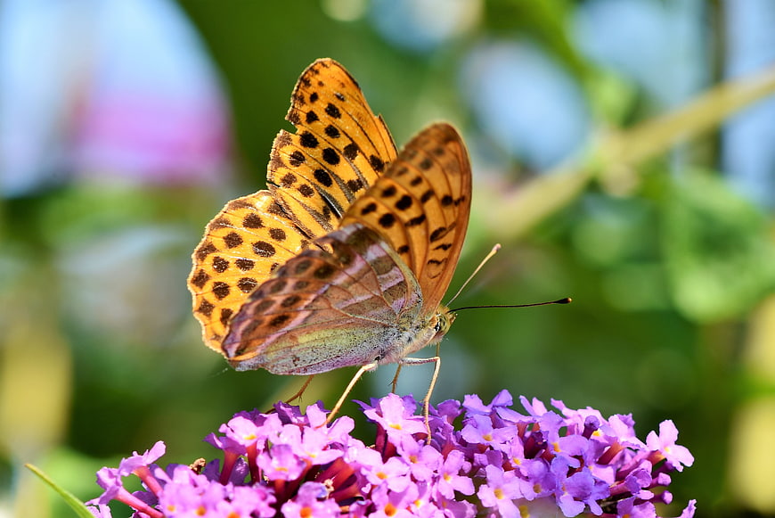 High Brown Fritillary Butterfly Perched on Purple Verbena Flowers