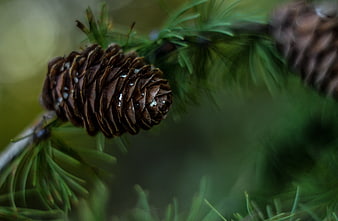 Close-up of wet brown pinecone on green branch