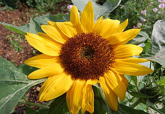 Vibrant yellow sunflower close-up in garden sunlight