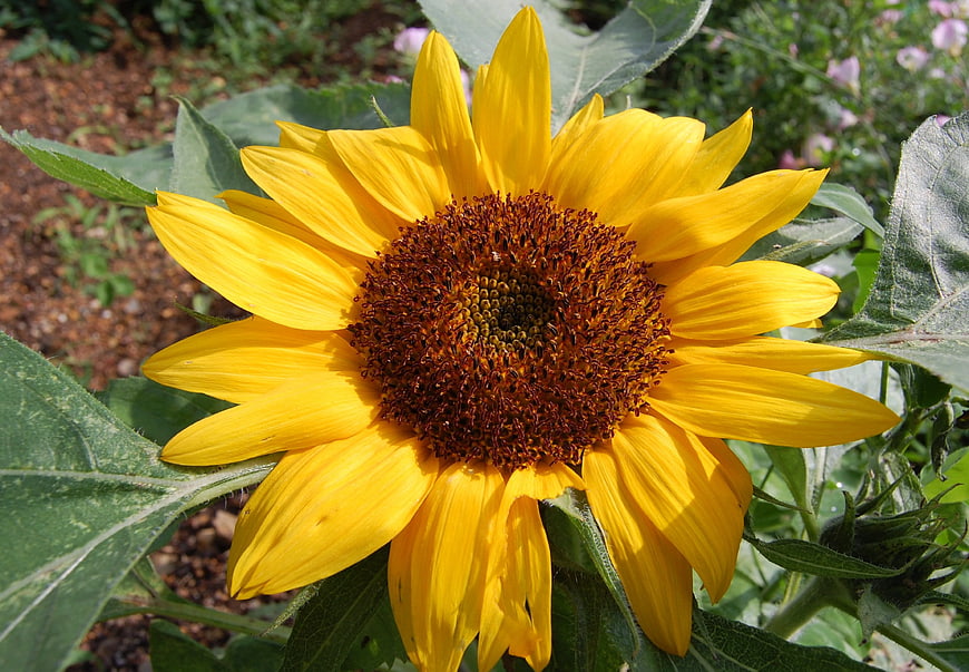 Vibrant yellow sunflower close-up in garden sunlight