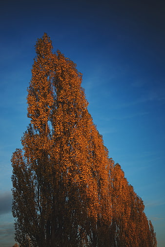 Tall Poplar Tree with Golden Autumn Leaves Against Blue Sky