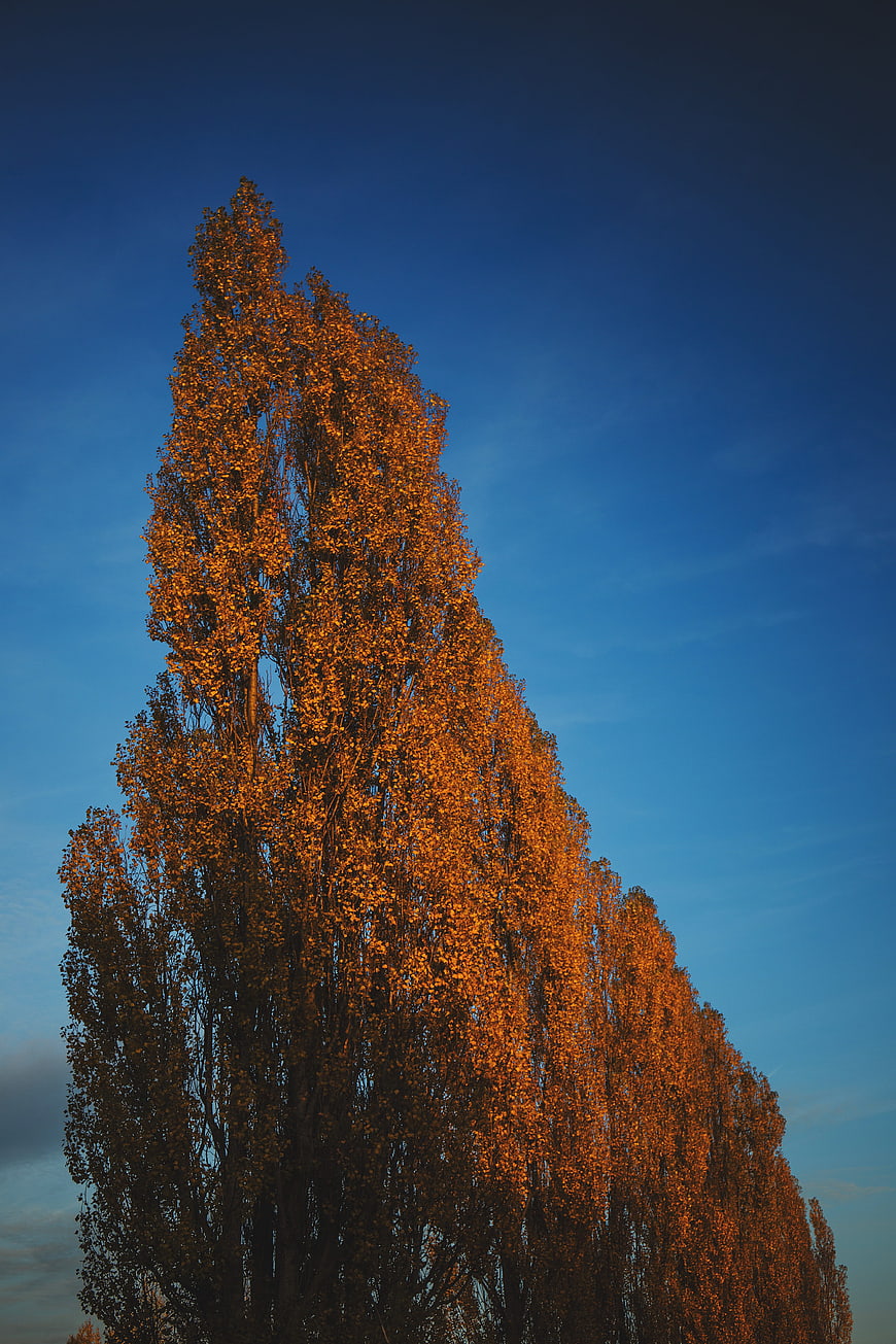 Tall Poplar Tree with Golden Autumn Leaves Against Blue Sky