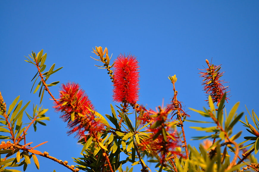 Red Bottlebrush Flowers Against Blue Sky