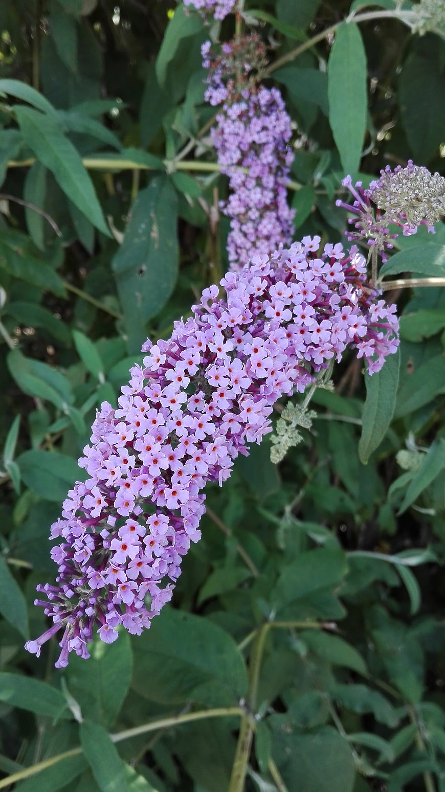 Close-up of purple butterfly bush flowers in garden