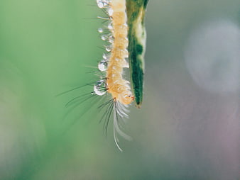 Macro Close-Up of Yellow Caterpillar with Dew Drops on Green Leaf