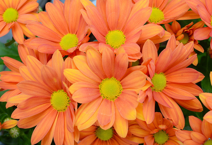 Vibrant Orange Gerbera Daisies with Yellow Centers