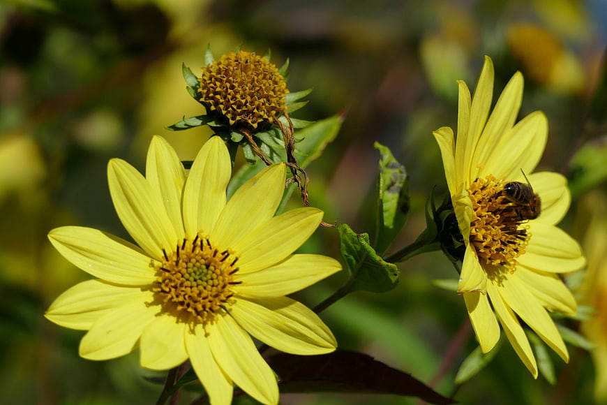 Honeybee Pollinating Yellow Wildflowers in Sunlight