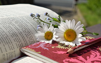 White Daisies on Open Bible with Red Notebook and Pencil