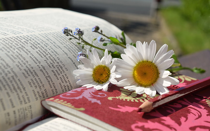 White Daisies on Open Bible with Red Notebook and Pencil
