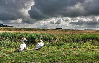 Two white swans in grassy meadow under dramatic storm clouds