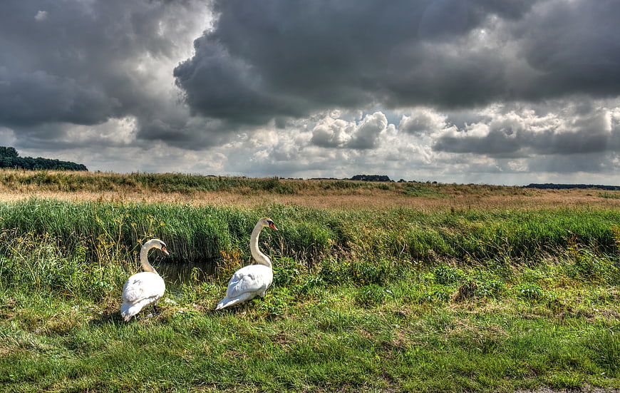 Two white swans in grassy meadow under dramatic storm clouds