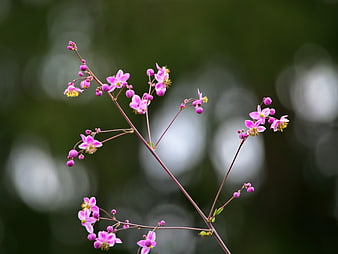 Delicate Pink Wildflowers with Soft Bokeh Background