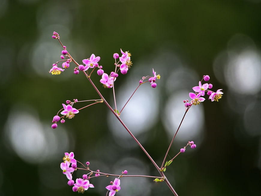 Delicate Pink Wildflowers with Soft Bokeh Background
