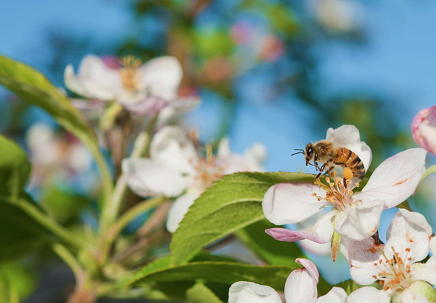 Honeybee Pollinating White Apple Blossom in Spring