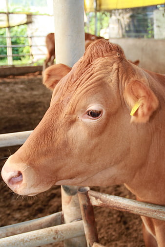 Close-up of a brown cow in a barn