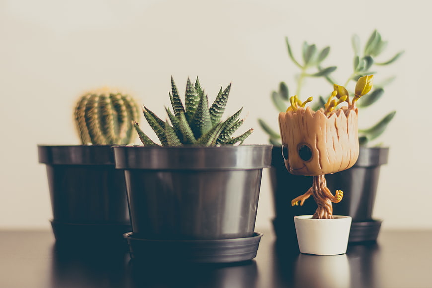 Baby Groot figurine with succulents and cactus on table